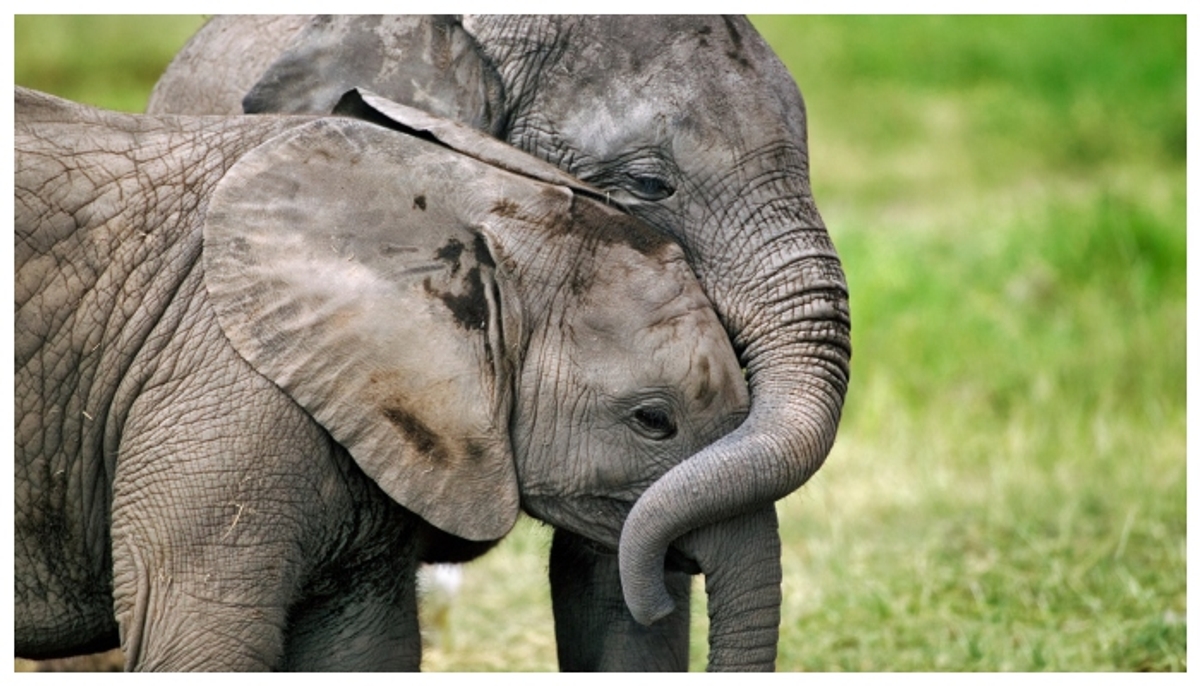 wild animals