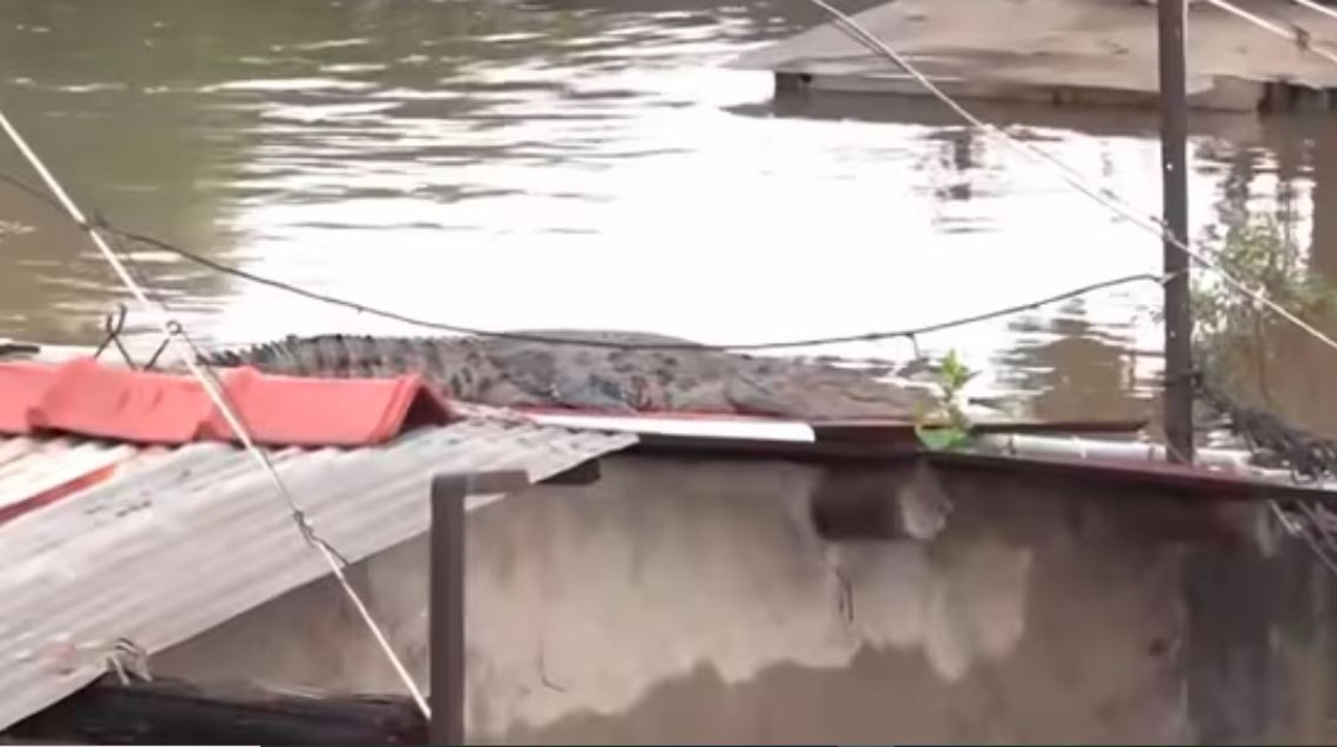 Vadodara flood Crocodile resting on the roof of the house video goes viral akb