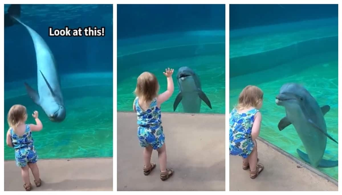 video of a conversation between a little girl and a dolphin goes viral in social media 