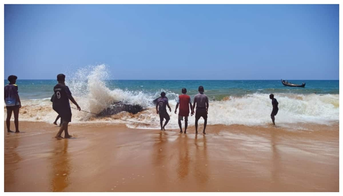 Protecting whale sharks is very important for the health of the sea life