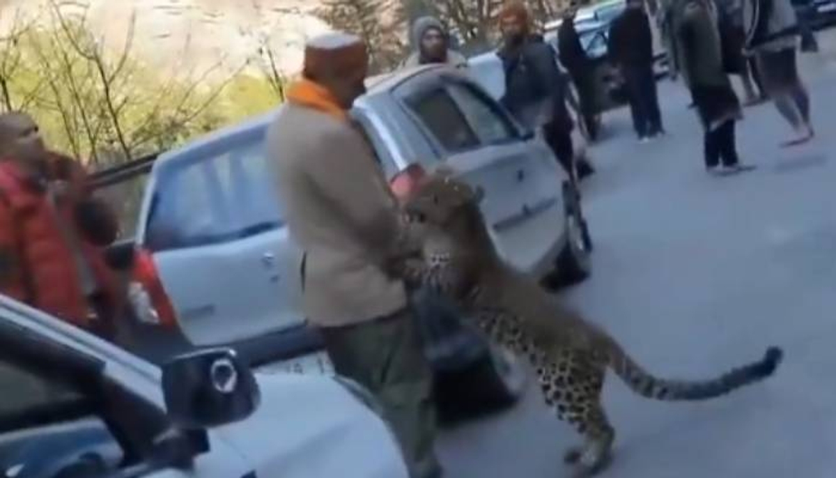 leopard try to get attention from a man in busy road video  