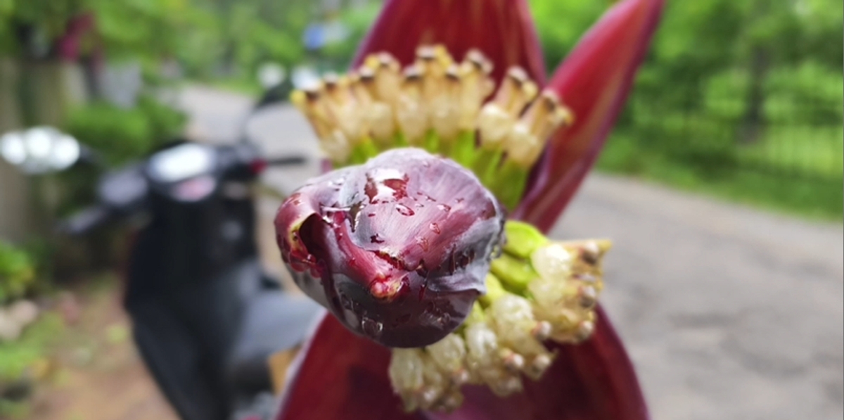 Banana sprouts on cut banana stalks kaipamangalam