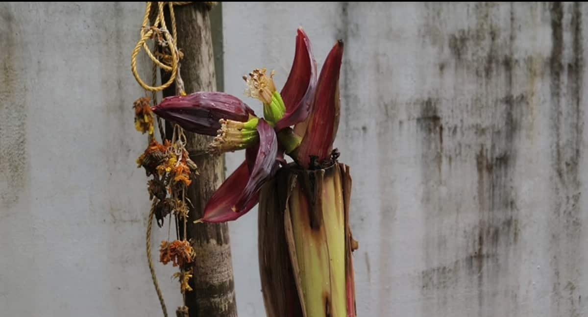 Banana sprouts on cut banana stalks kaipamangalam