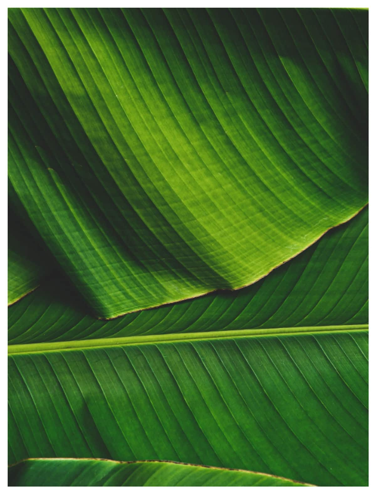 Health benefits of eating on a banana leaf as per Ayurveda RTM