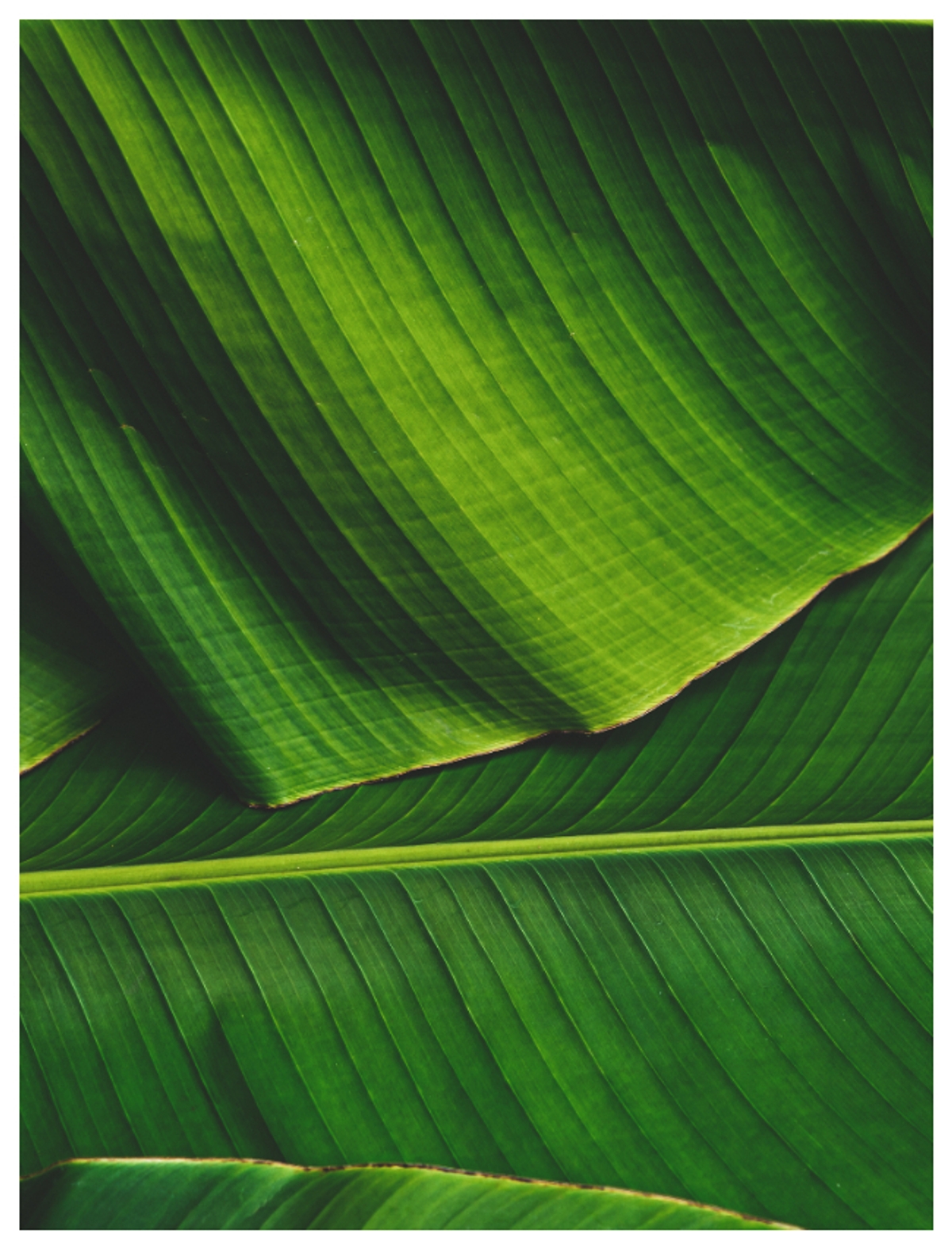 Surprising Health Benefits Of Banana Leaf Rya