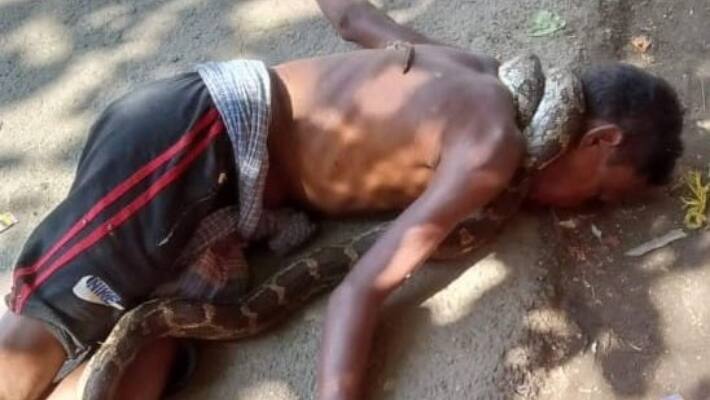 python snake killed 