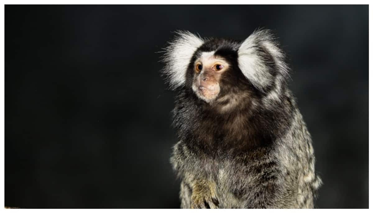 Marmoset monkeys communicate by calling each other names says study