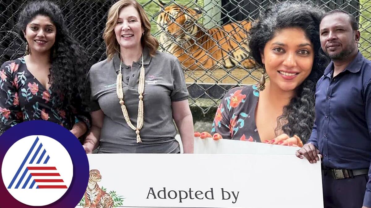 samyukta hornad  adopted   bengal tiger  bannerghatta national park roo