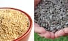 7 High-protein seeds for plant-based nutrition boost