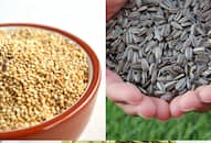 7 High-protein seeds for plant-based nutrition boost NTI