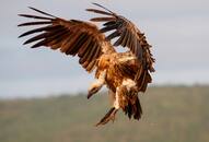  Uttar Pradesh Launches Asia's First Vulture Breeding Center on September 6 NTI