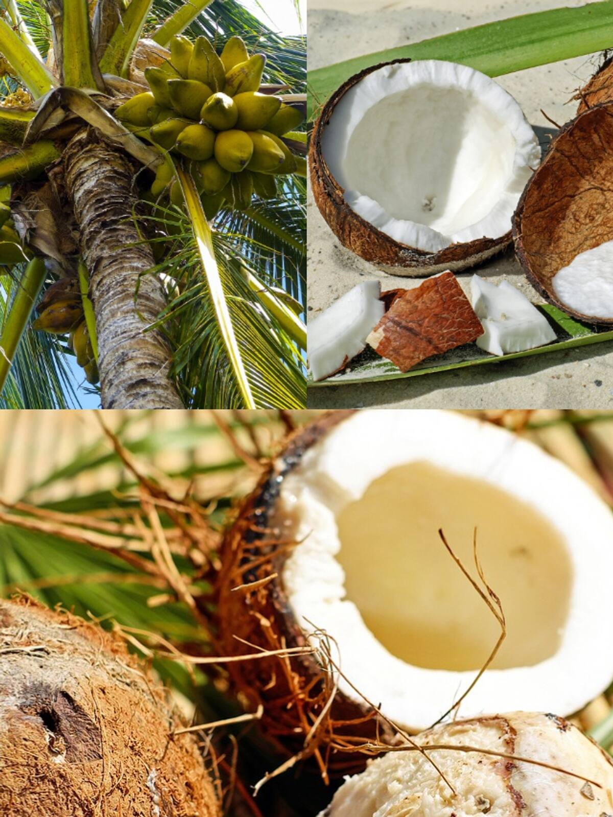 World Coconut Day 2024: Know date, history, significance ATG