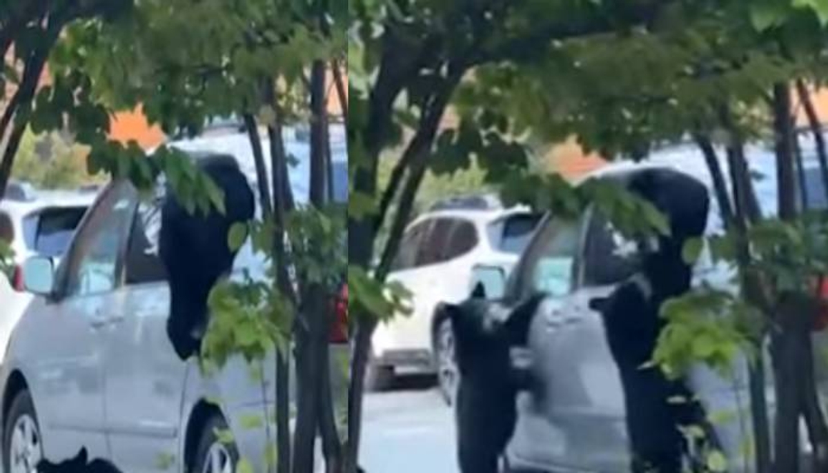 bear with cubs stealing chips from car 