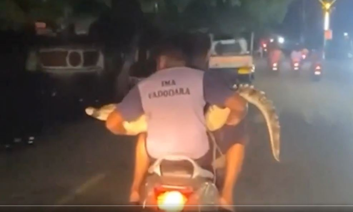 In Vadodara, there was a stir after the crocodile was taken away on a two-wheeler vel