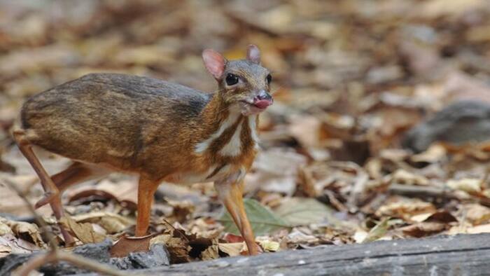 Mouse Deer