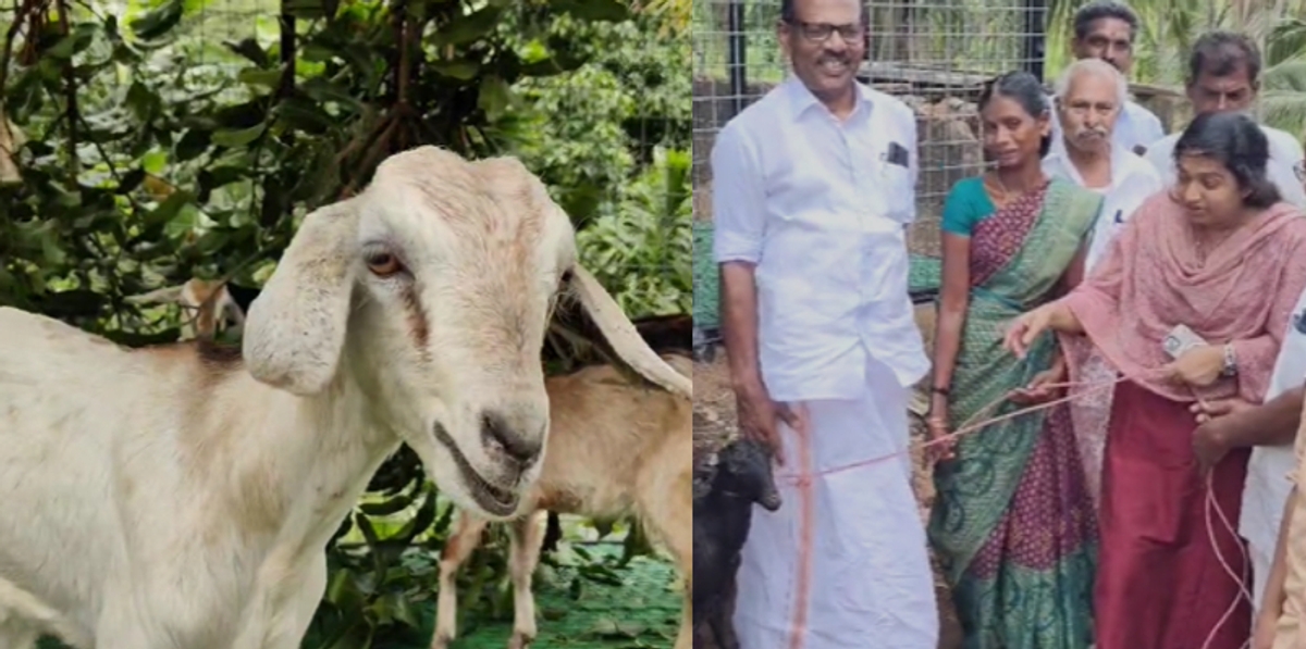 oommen Chandi Snehasparsham  Maria Oommen came to Thulasi s house and  gifted goats and the cage 