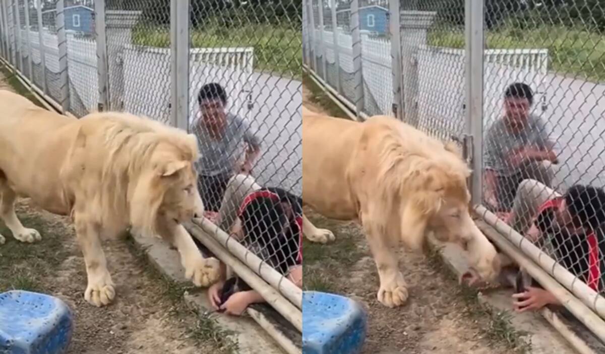 Lion insists visitor group to fallow rules in zoo captured video shocks people ckm