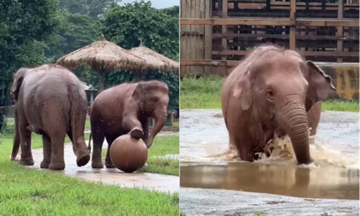 Baby elephant plays football with disinterested mother Thailand park video ckm