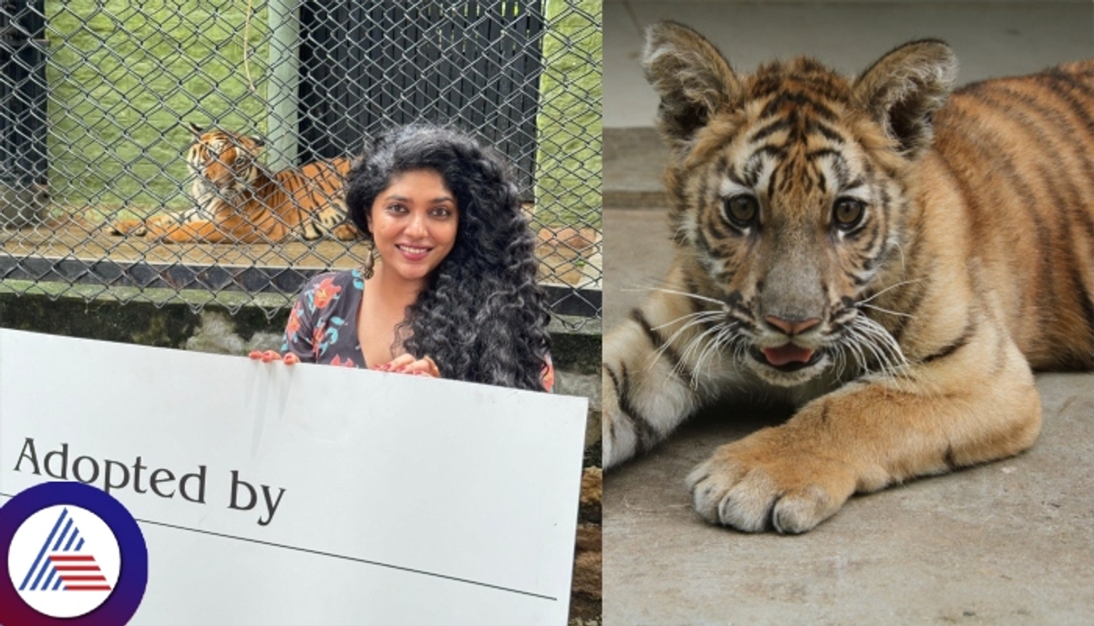 Bengaluru Actress Samyukta Hornad adopts neurologically weak Tiger cub at Bannerghatta Biological Park vkp