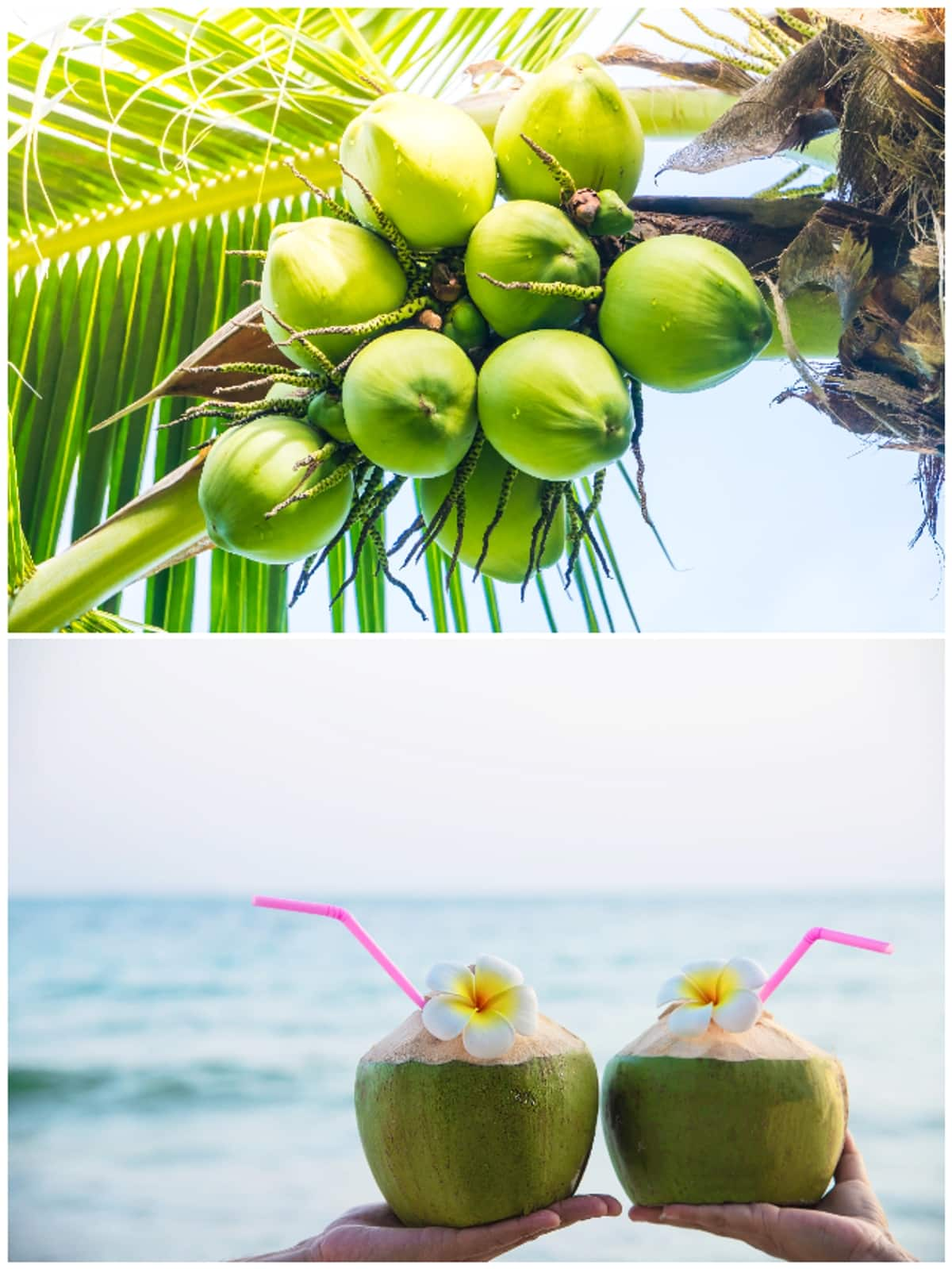 Kerala to Goa: 6 Major coconut producing states in India NTI