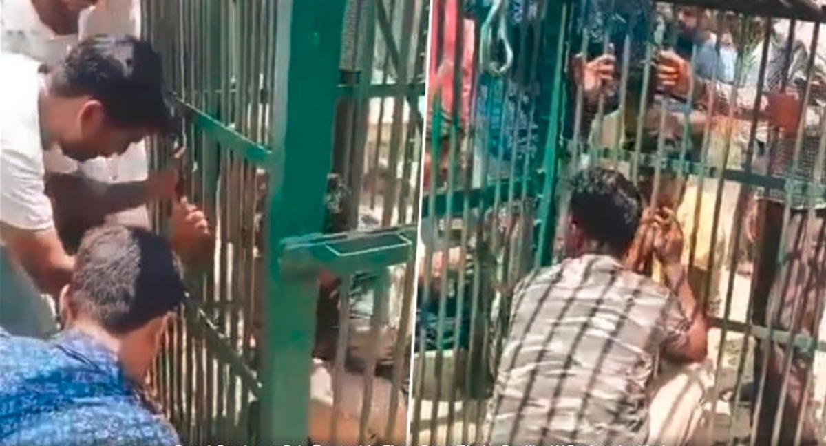 uttar Pradesh forest guard by accidentally fell into cage which was kept for trap tiger in lakhimpur kheri akb