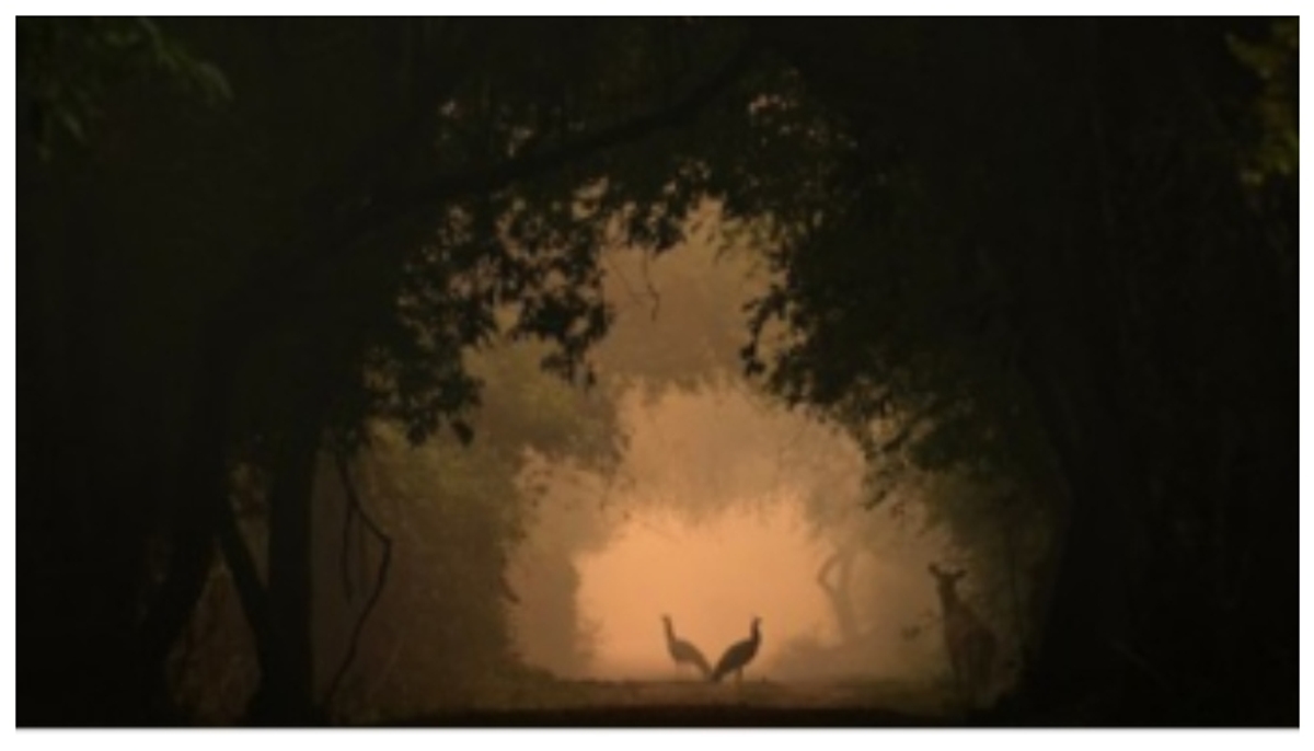 Class 5 girl wins Natural History Museum Wildlife Photographer of the Year award