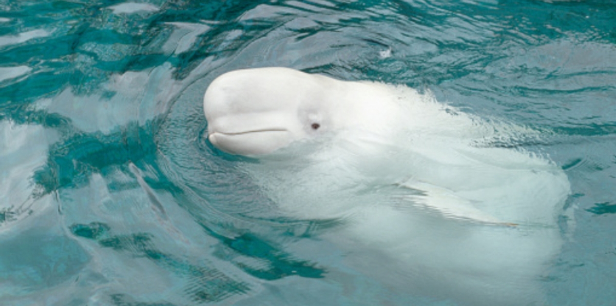 beluga whale suspected of having been trained as a spy by Russia has been found dead off 