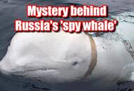 Russian spy whale Hvaldimir found dead in Norway: How this 14-foot-long beluga whale became famous unraveled snt