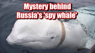 Russian spy whale Hvaldimir found dead in Norway: How this 14-foot-long beluga whale became famous unraveled snt