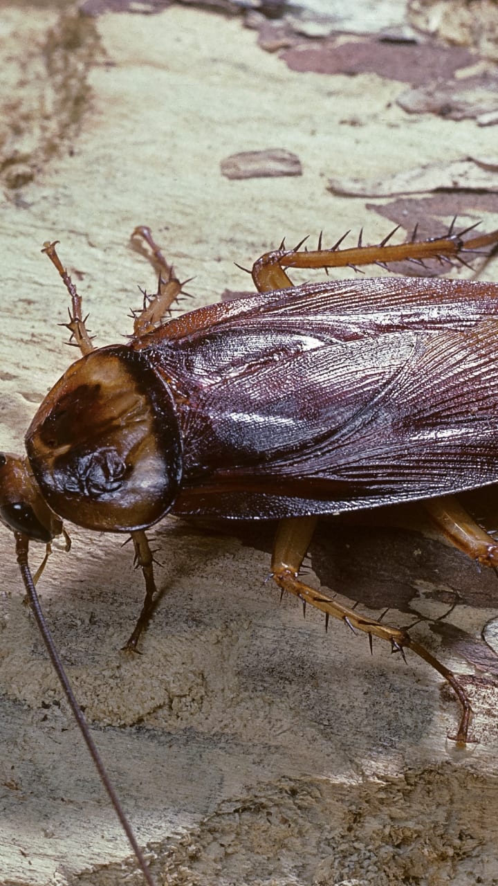 Tips to Reduce Cockroach Infestation at Home rsl