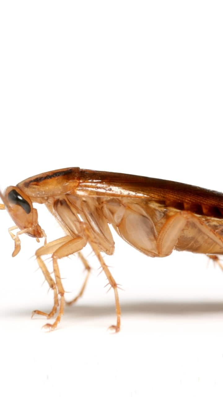 tips to reduce cockroach infestation in the home