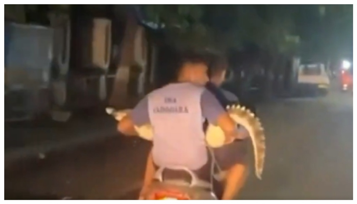 Video of Gujarati youth riding a bike with crocodile goes viral