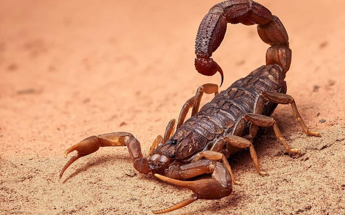 Man Sues Five Star Hotel After Scorpion Bite Affects Marital Life vel