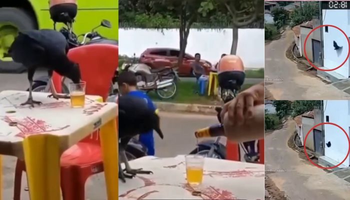 crow drink alcohol see next what happen watch viral video mrq