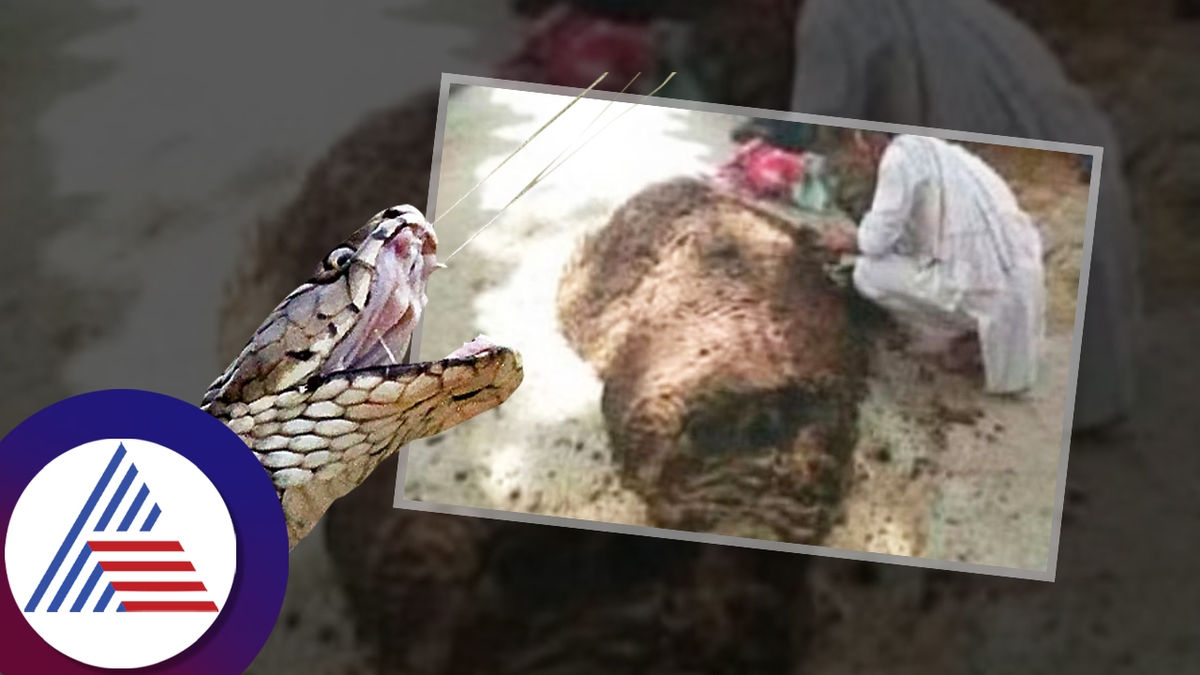 boy died by snake bite entire dead body cover with cow dung mrq