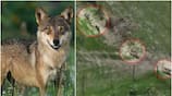 Massive attack by man-eating wolves More than 30 killed in 70 days akb