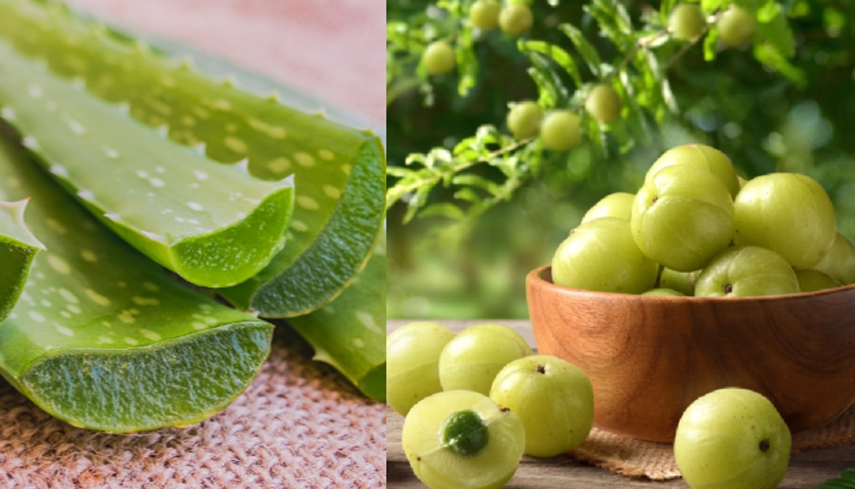 aloevera vs amla which is better for your hair