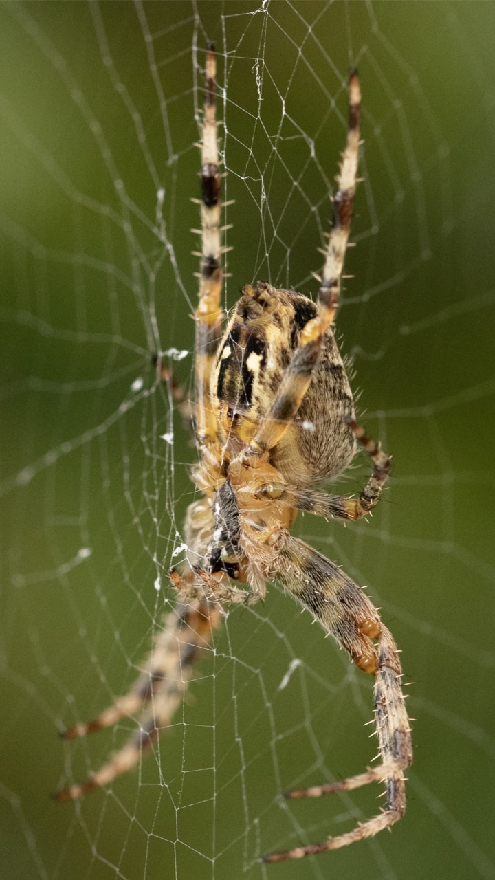 7 best tips to get rid of spiders at home gcw