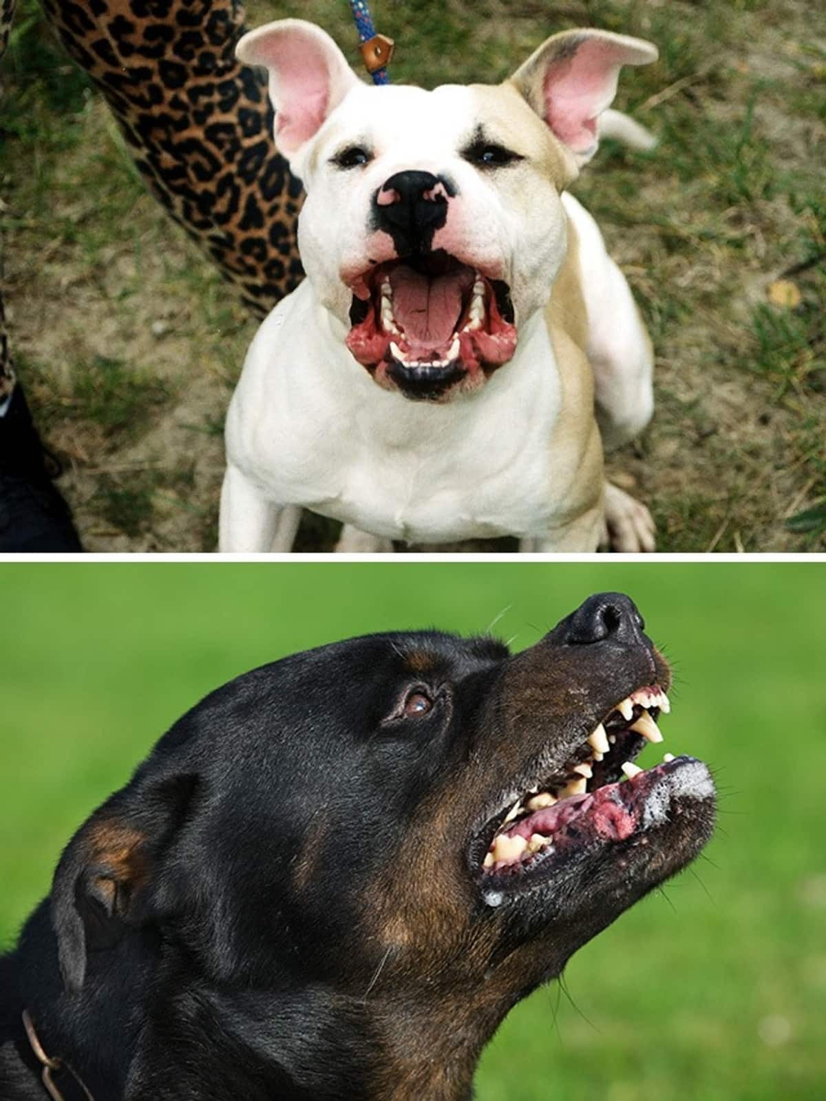 Rottweiler to Pit Bull-7 most aggressive dog breeds  RBA 