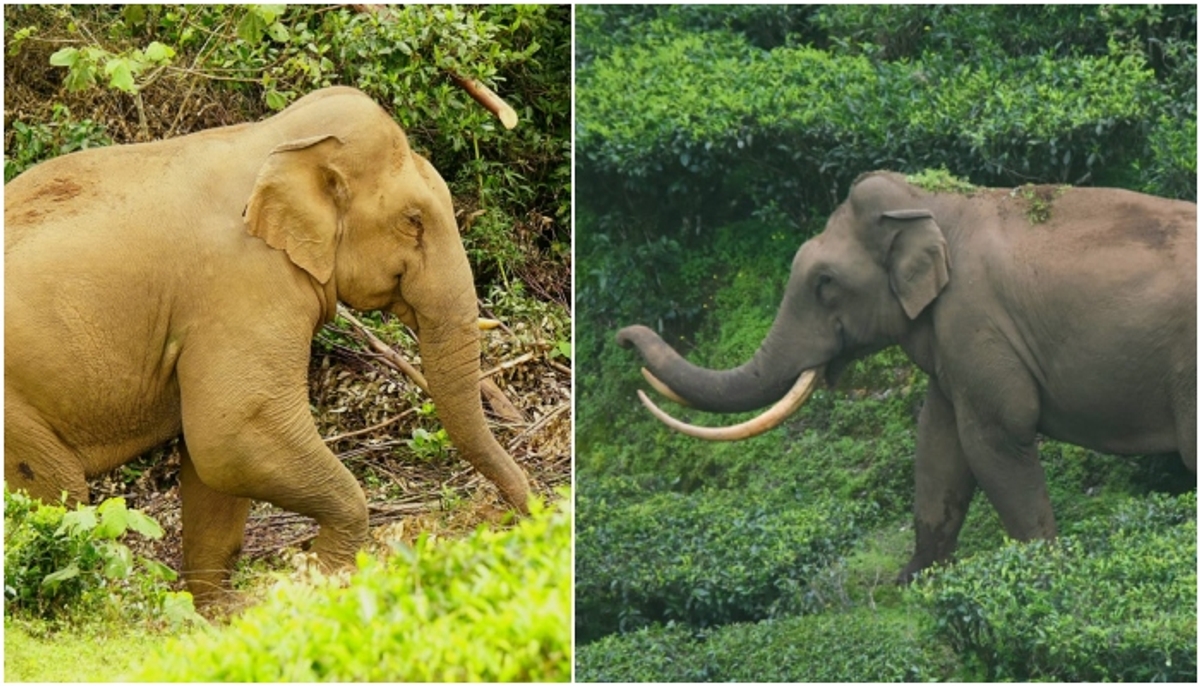 Wild Elephant Padayappa and Ottakomban clash at Idukki Eravikulam