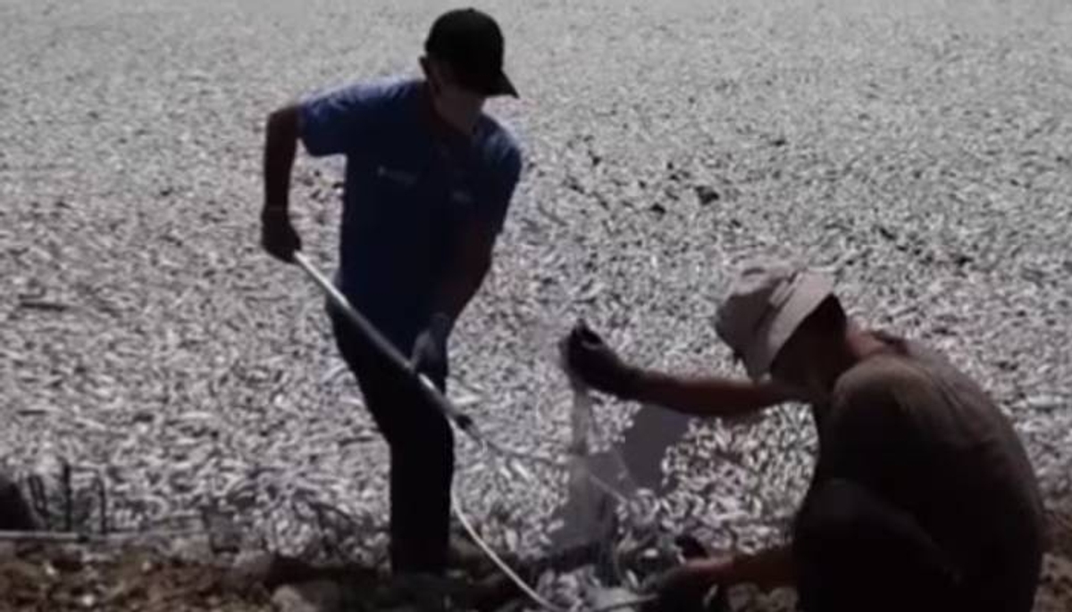 thousands of dead fish in tourist port greece 