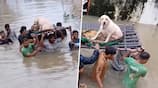 See how locals saved a dog from being washed away by floods in Vadodara