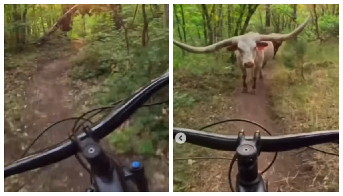 video of a cyclist falling down in fear of seeing Longhorn cows while running down a hill has gone viral