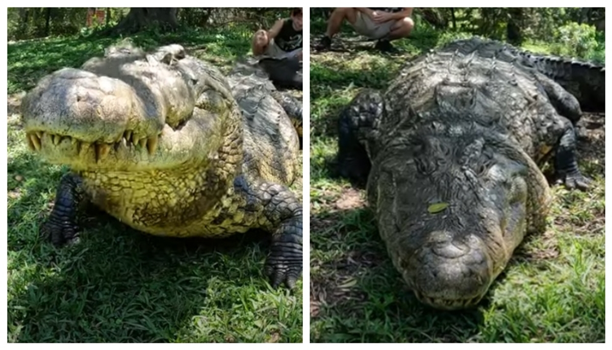 Henry the world's oldest crocodile has six wives and 10000 babies