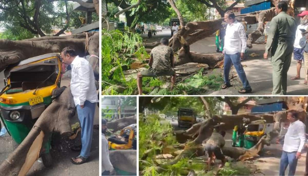 Bengaluru another auto driver killed as tree falls down on moving auto in Jayanagar vkp