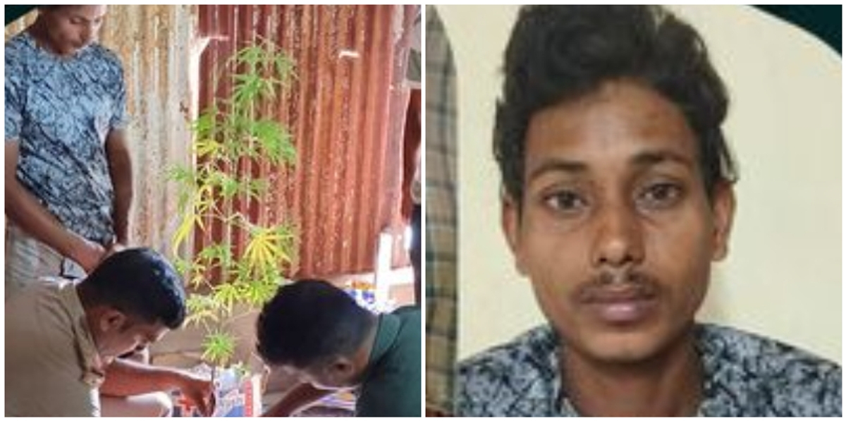 Onam Special Drive Young man arrested for growing ganja plant