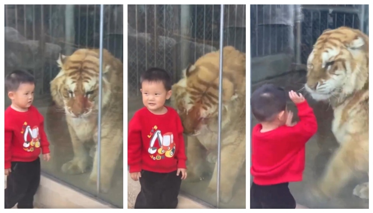 Social media shares happiness on baby and tigers friendly video 