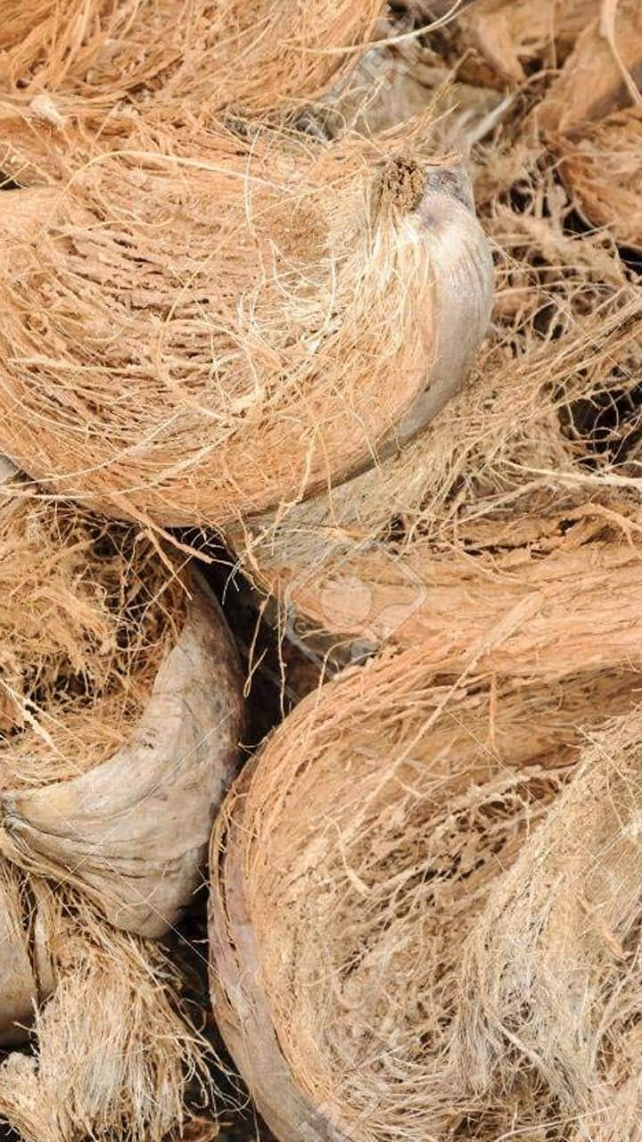 From piles treatment to cleaning: 6 uses of coconut husk RKK