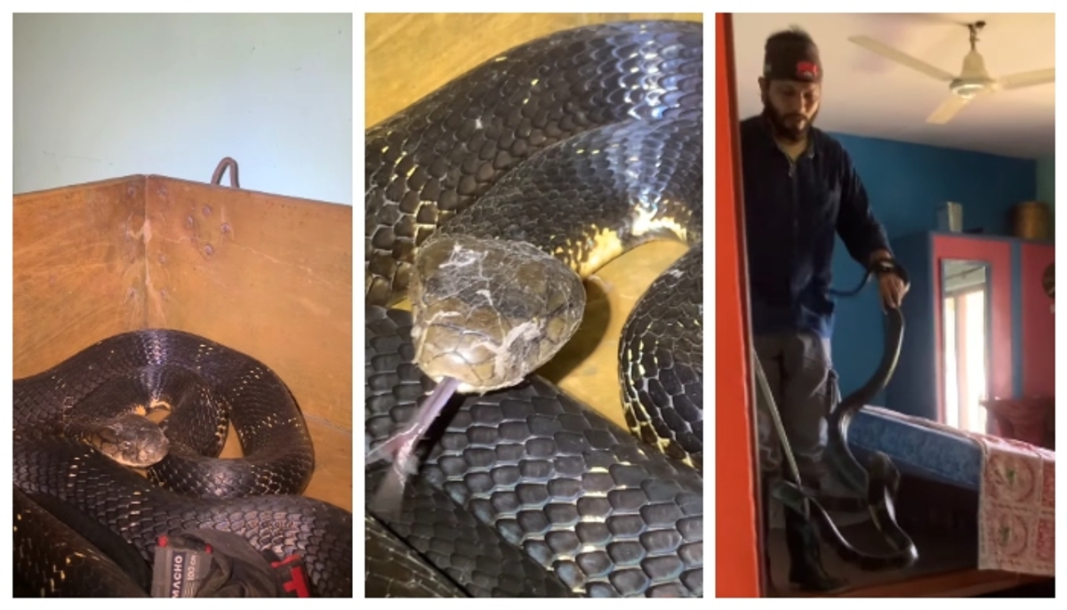 Video of capturing a nine-foot-long king cobra hiding in the bedroom has gone viral