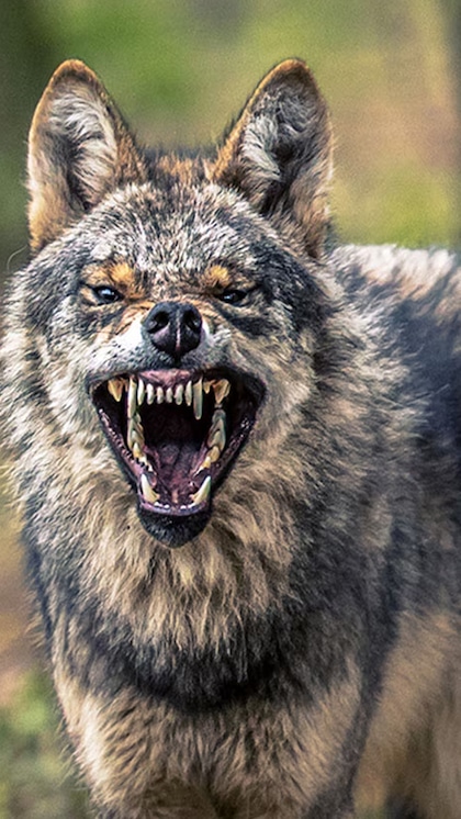 Pack of Wolves Turns Man-Eater
